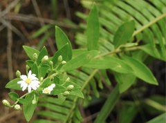Aster baccharoides