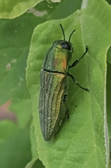 Agaeocera scintillans