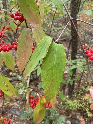 Image of Viburnum setigerum by (c) David LaMagna, some rights reserved (CC BY)