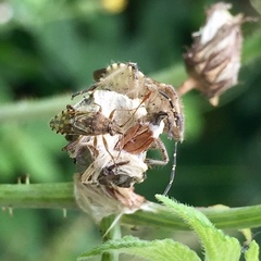 Stictopleurus minutus