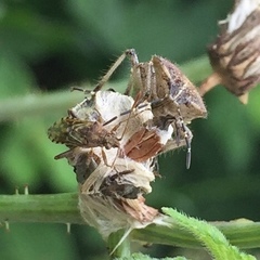 Stictopleurus minutus