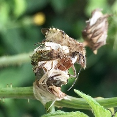 Stictopleurus minutus