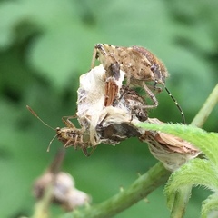 Stictopleurus minutus