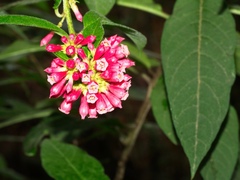 Cestrum elegans