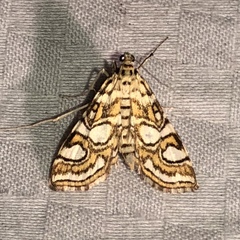 Elophila ekthlipsis