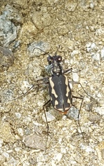 Cicindela hydrophoba