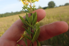 Hypericum densiflorum