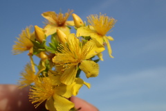 Hypericum densiflorum