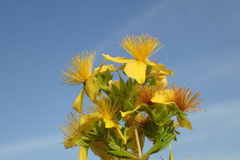 Hypericum densiflorum