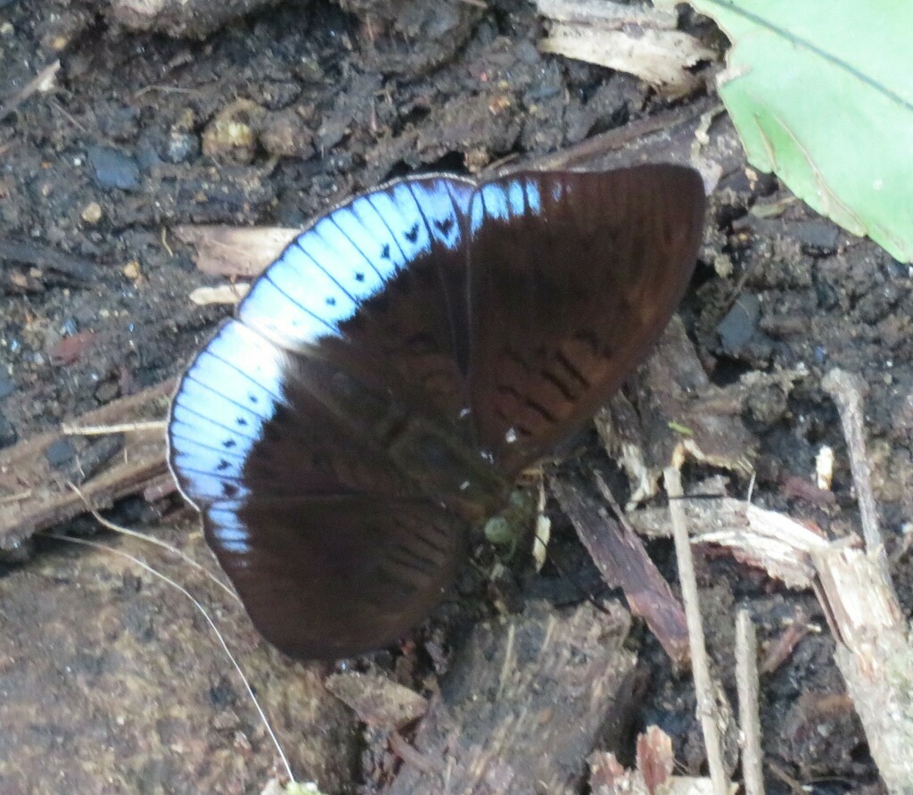 Tanaecia heringi (Tanaecia heringi)