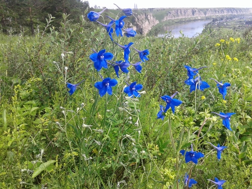 Siberian larkspur