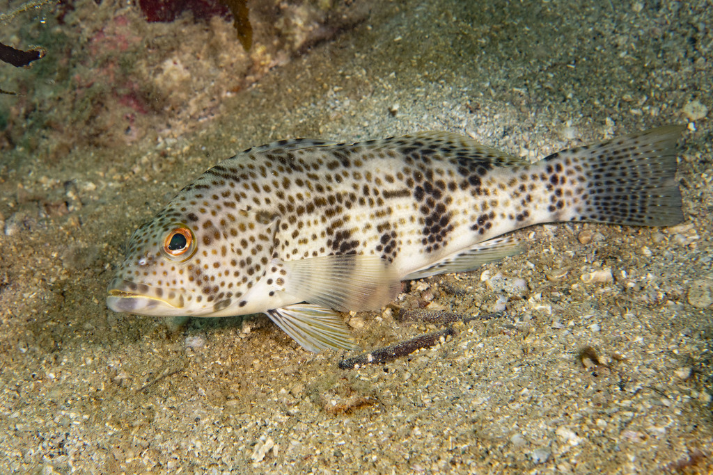 Spotted sand bass (Paralabrax maculatofasciatus) — Serranidae