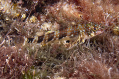 Cortez Triplefin photo 4