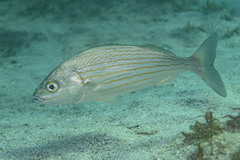 Wavyline Grunt photo 1