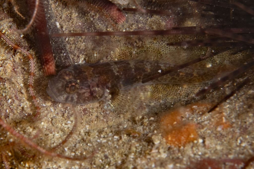Panther goby (Barbulifer pantherinus) — Gobiidae