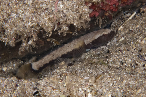 Crescent goby (Gobulus crescentalis) — Gobiidae — 2