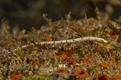 Snubnose pipefish (Cosmocampus arctus) — Syngnathidae