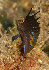Gulf Signal Blenny photo 1