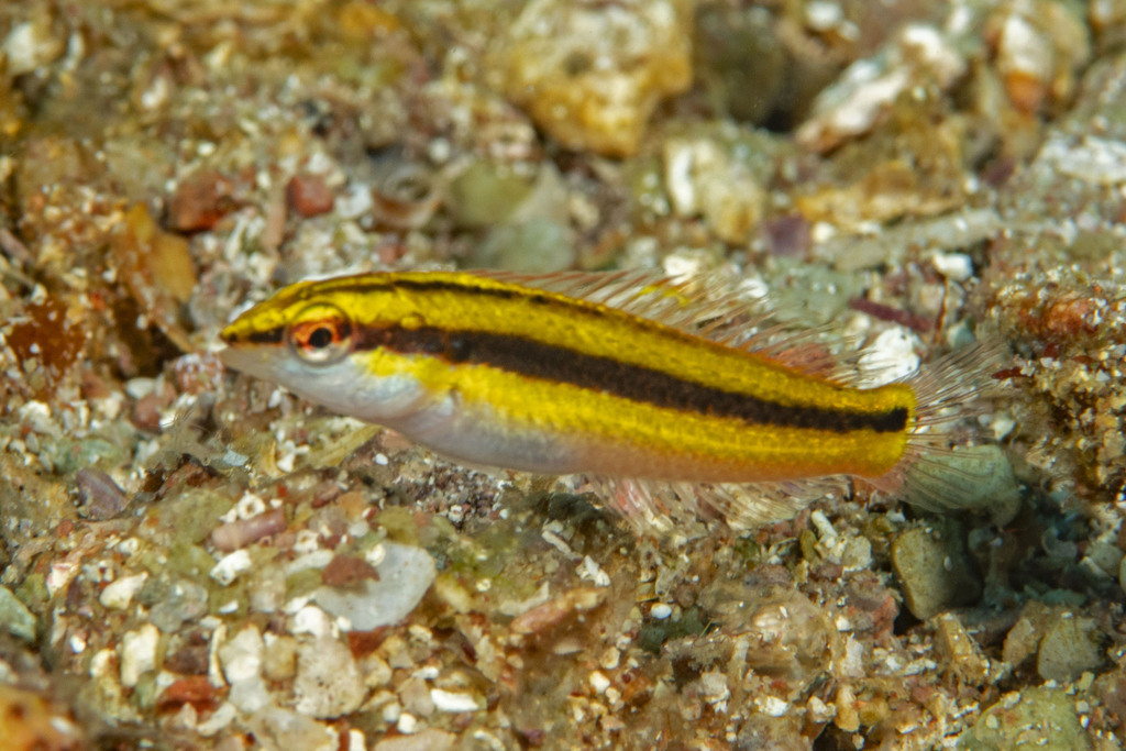 Zwartoor-lipvis (Halichoeres melanotis) — Labridae