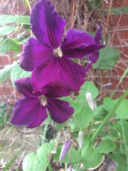 Clematis × jackmanii