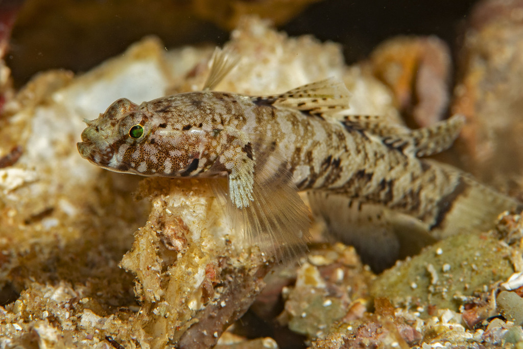 Secret Goby