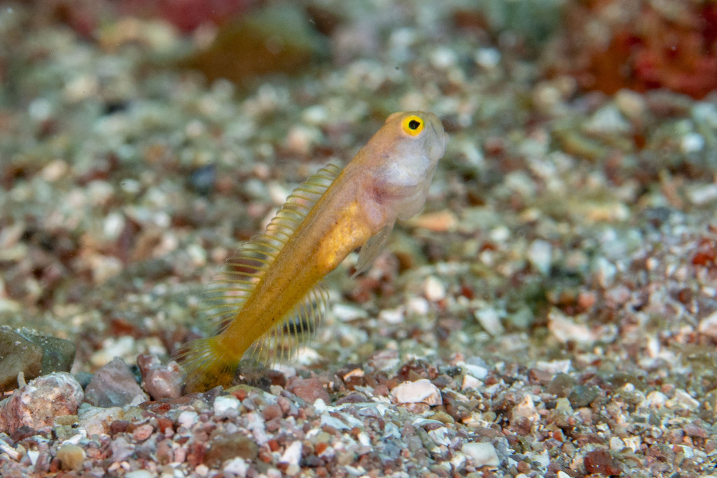 Bluespotted jawfish (Opistognathus rosenblatti) — Opistognathidae