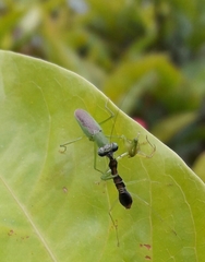 Mantodea