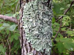 Crespoa crozalsiana