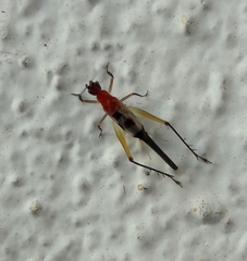 Homoeoxipha lycoides