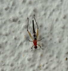 Homoeoxipha lycoides