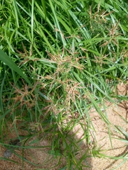 Cyperus sphaerospermus