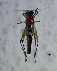 Homoeoxipha lycoides