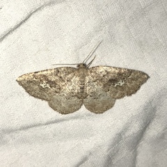 Homochlodes lactispargaria