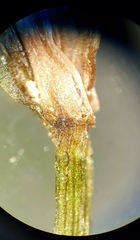 Potamogeton strictifolius