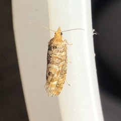 Eucopina tocullionana