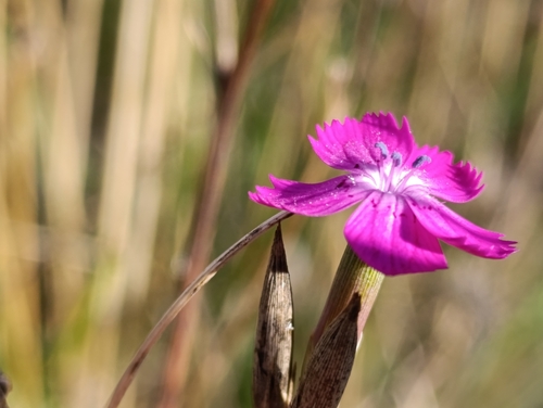 Rough Pink (Dianthus scaber)