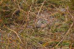 Pseudonaja affinis exilis