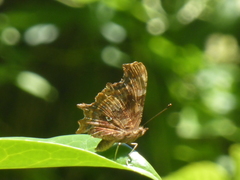 Polygonia c-album