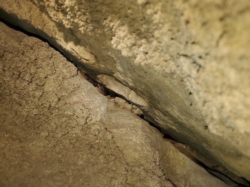 iNaturalist observation photo of Northern Alligator Lizard
