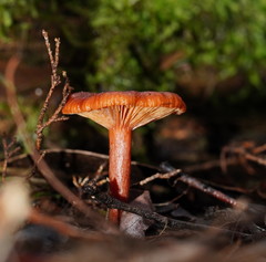 Lactarius eucalypti