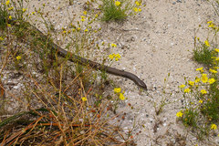 Pseudonaja affinis exilis