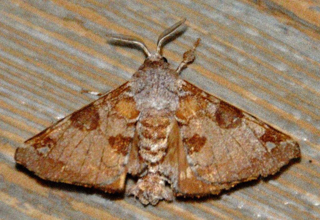 Crastolliana bonillai