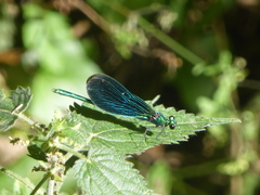 Calopteryx virgo