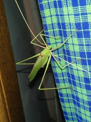 Acrometopa servillea