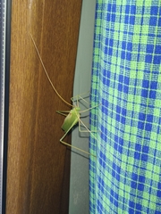 Acrometopa servillea