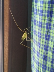 Acrometopa servillea