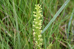 Platanthera flava herbiola