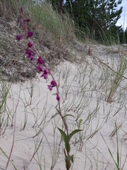 Epipactis atrorubens