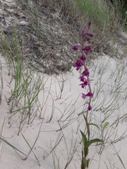 Epipactis atrorubens
