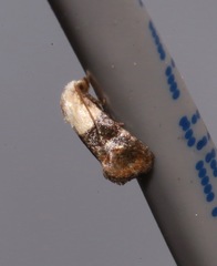 Eugnosta erigeronana